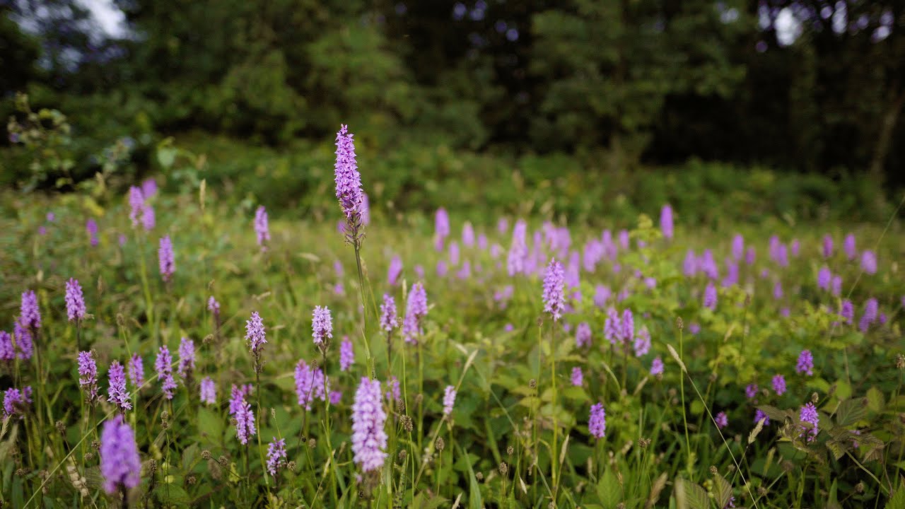 Devon's Magical Meadows - A Short Documentary in 4k
