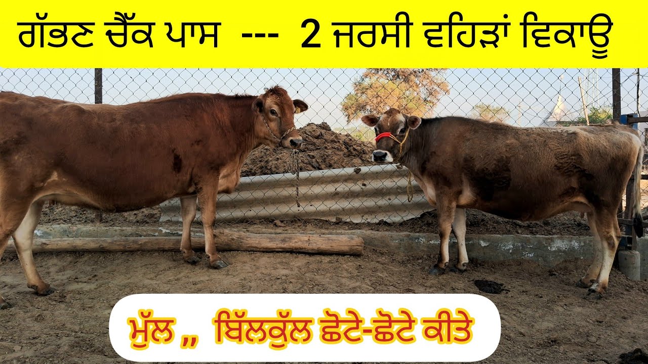 ਗੱਭਣ ਚੈੱਕ ਪਾਸ  --  2 ਜਰਸੀ ਵਹਿੜਾਂ ਵਿਕਾਊ.   76967-63680  gabhan check pass jersey heifer sale. 