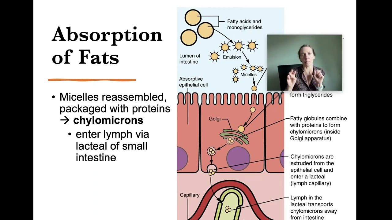 lipid digestion and transport