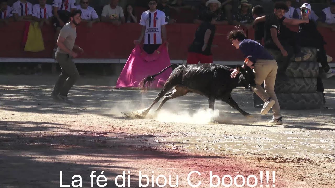 Saint-Mathieu-de-Tréviers ▶Taureaux piscine manade Alain◀ 07.07.2024🤣🤣🤣.