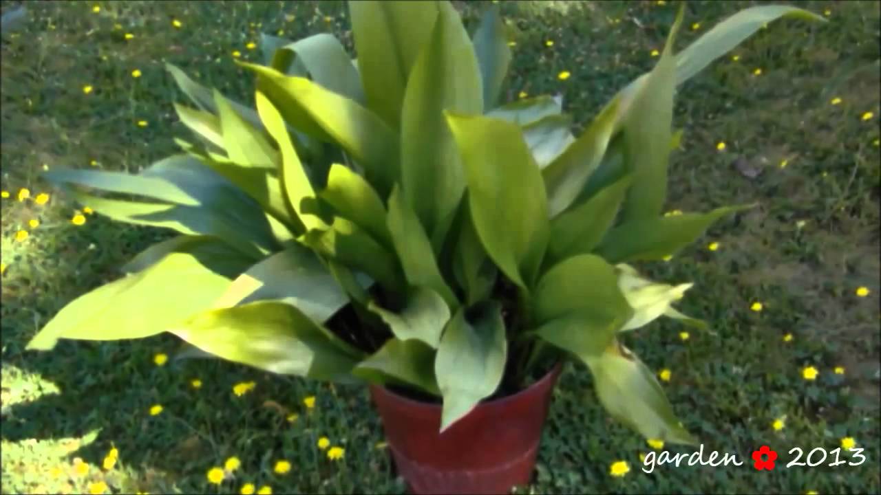 Na&scaron; vrt ✿ ƑƛMƖԼY GARDEN