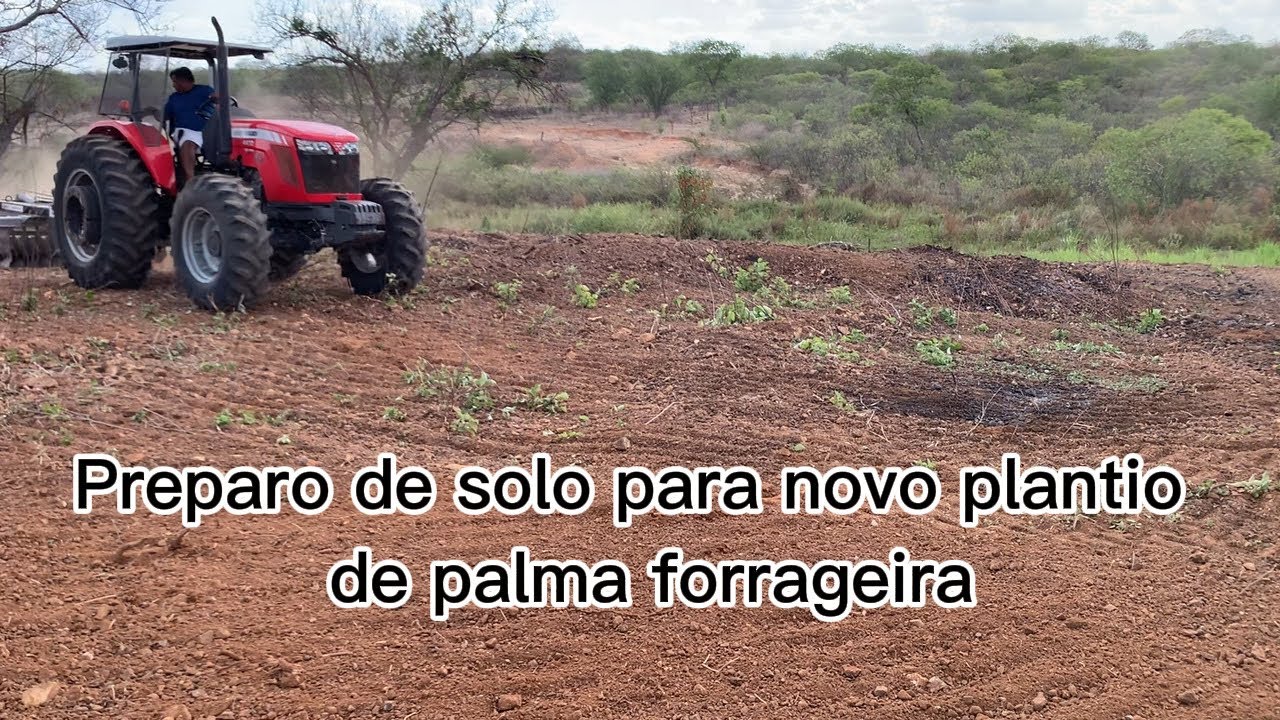 Plantio de palma forrageira, solução para criar no Nordeste seco…