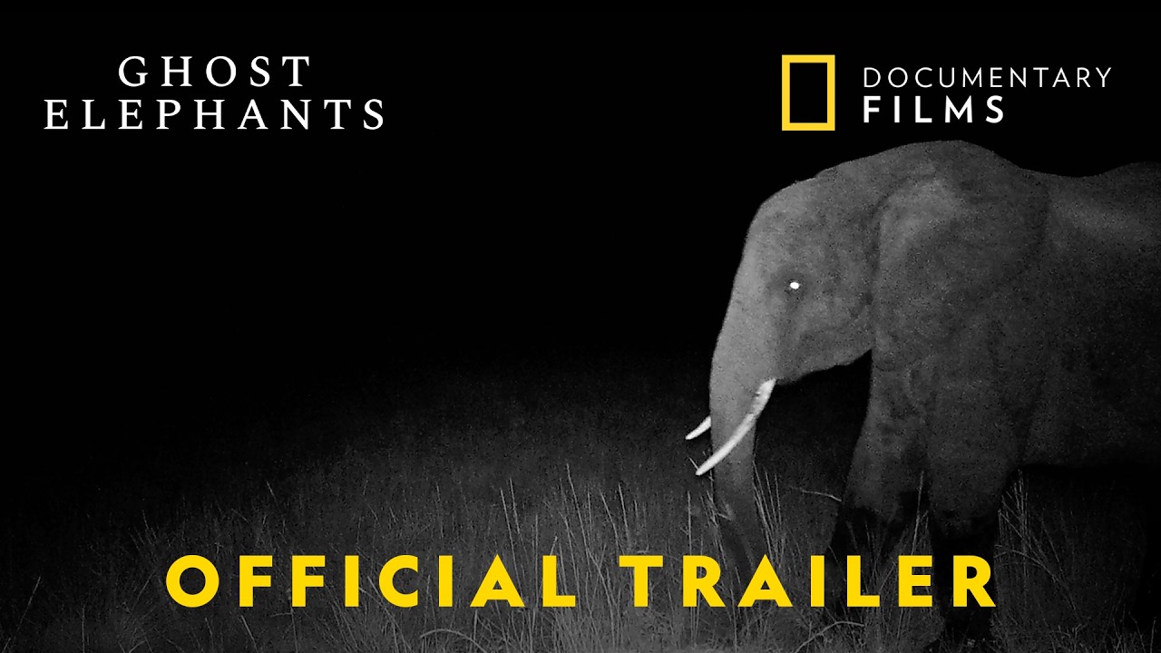 Ghost Elephants | Official Trailer | National Geographic Documentary Films