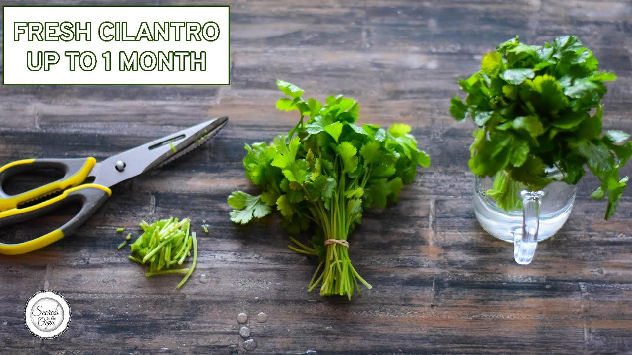 How To Keep Cilantro Fresh For 1 Month In The Fridge