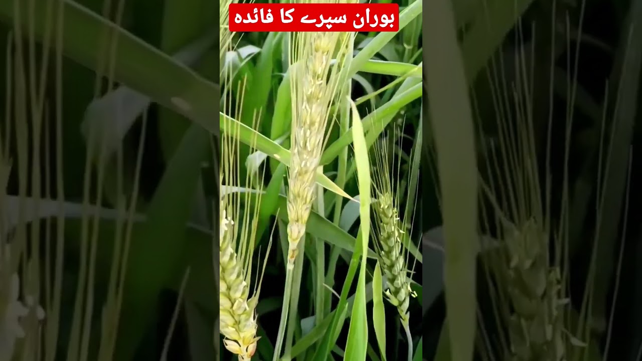 Wheat plant pollination and its need