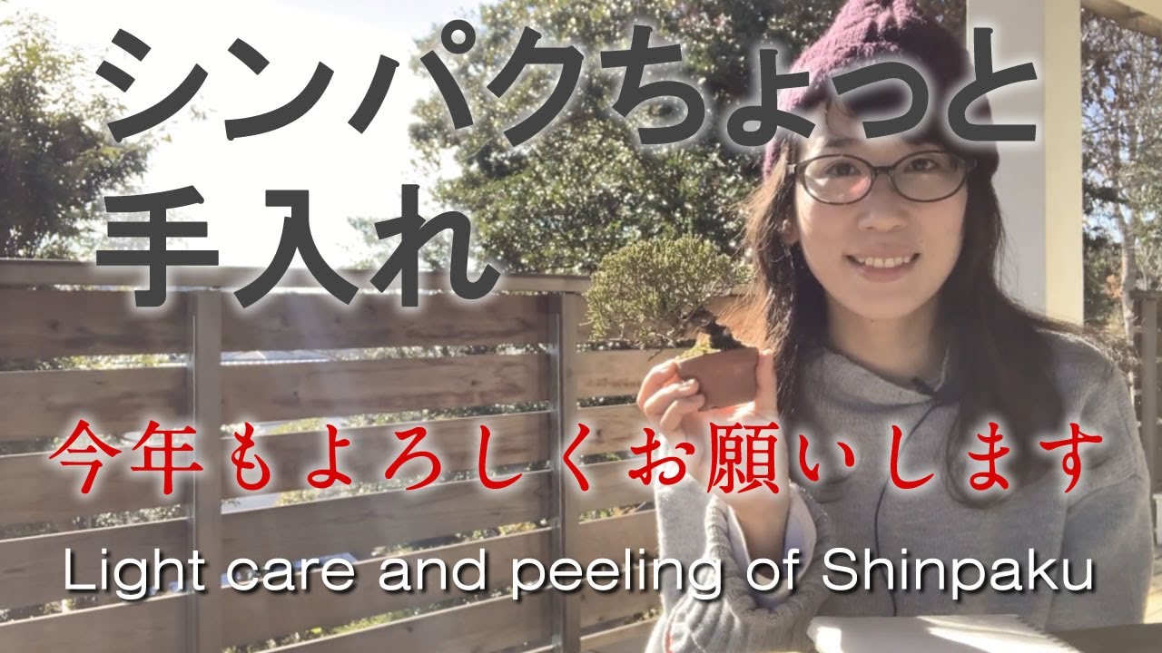 シンパクのちょっと手入れ【キミのミニ盆栽びより】Light care and peeling of Shinpaku