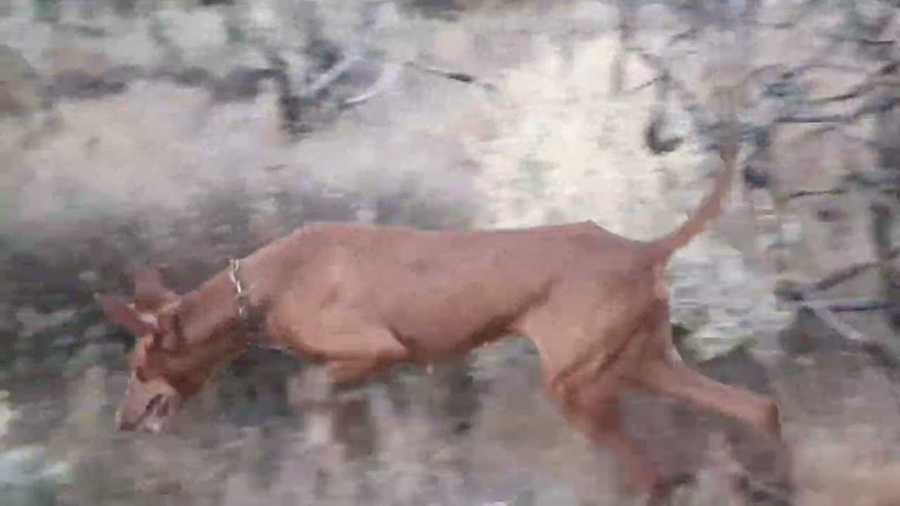 LA CAZA PODENCO CANARIO DISFRUTANDO 😎 UN RATO ,, AGOSTO 2022