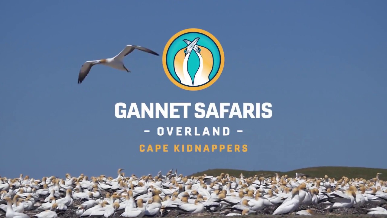 Cape Kidnappers Gannet Colony Tours Hawkes Bay - 2018