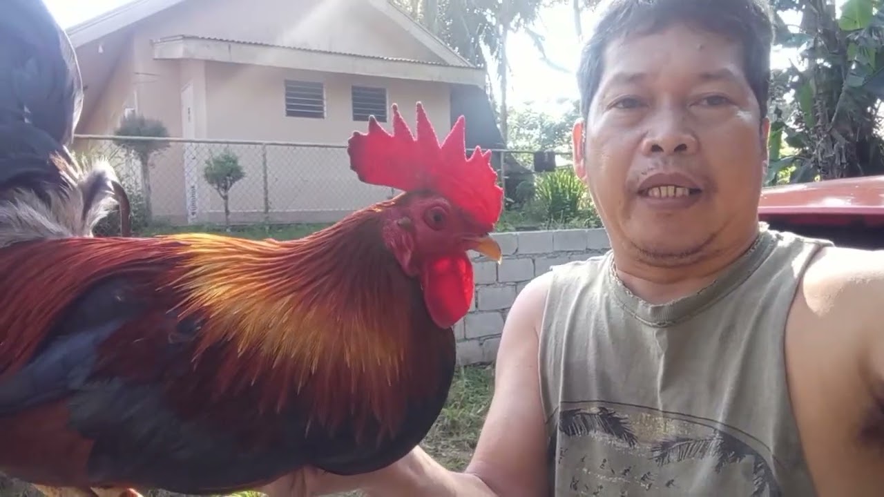 LIGO MGA MANOK💪💪💪