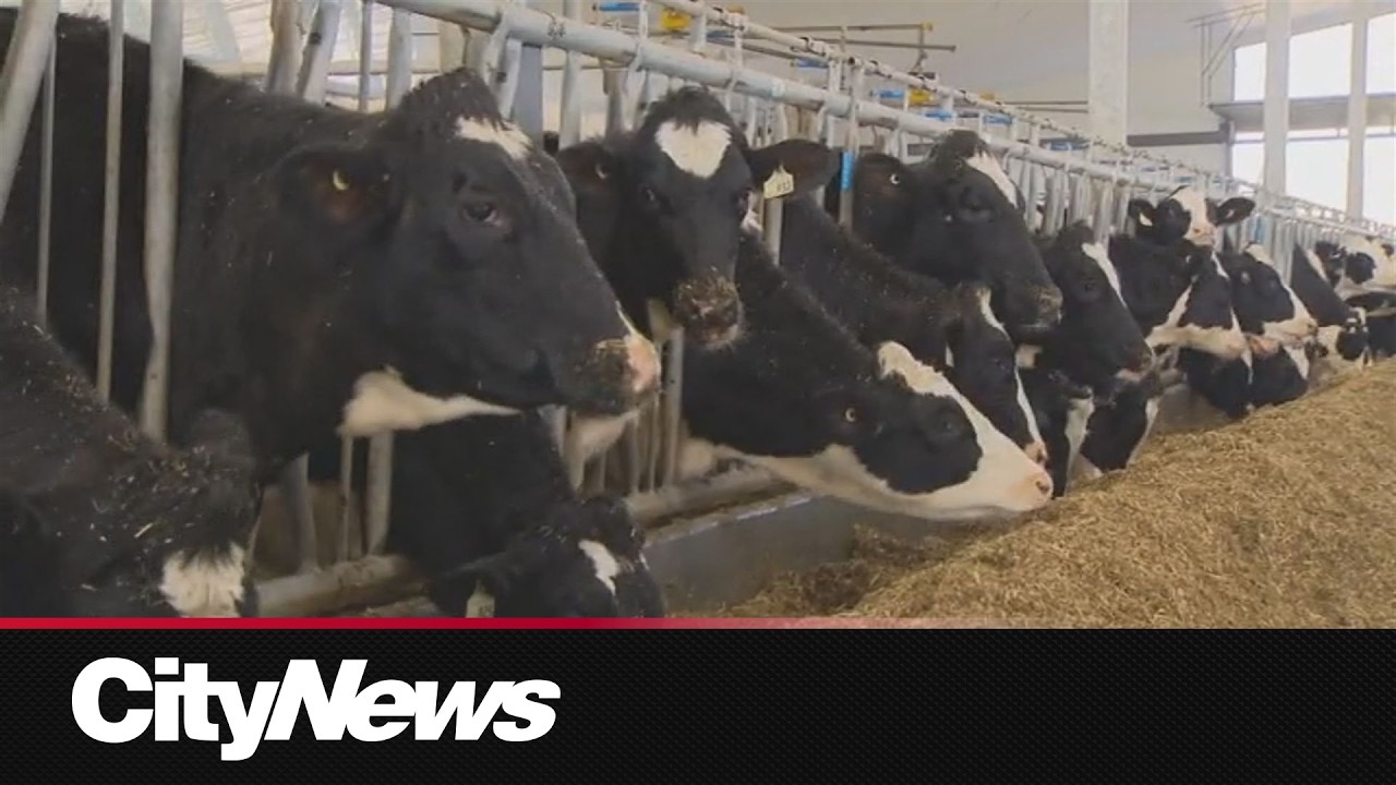 Canadian dairy sector wants to be left out of CUSMA negotiations