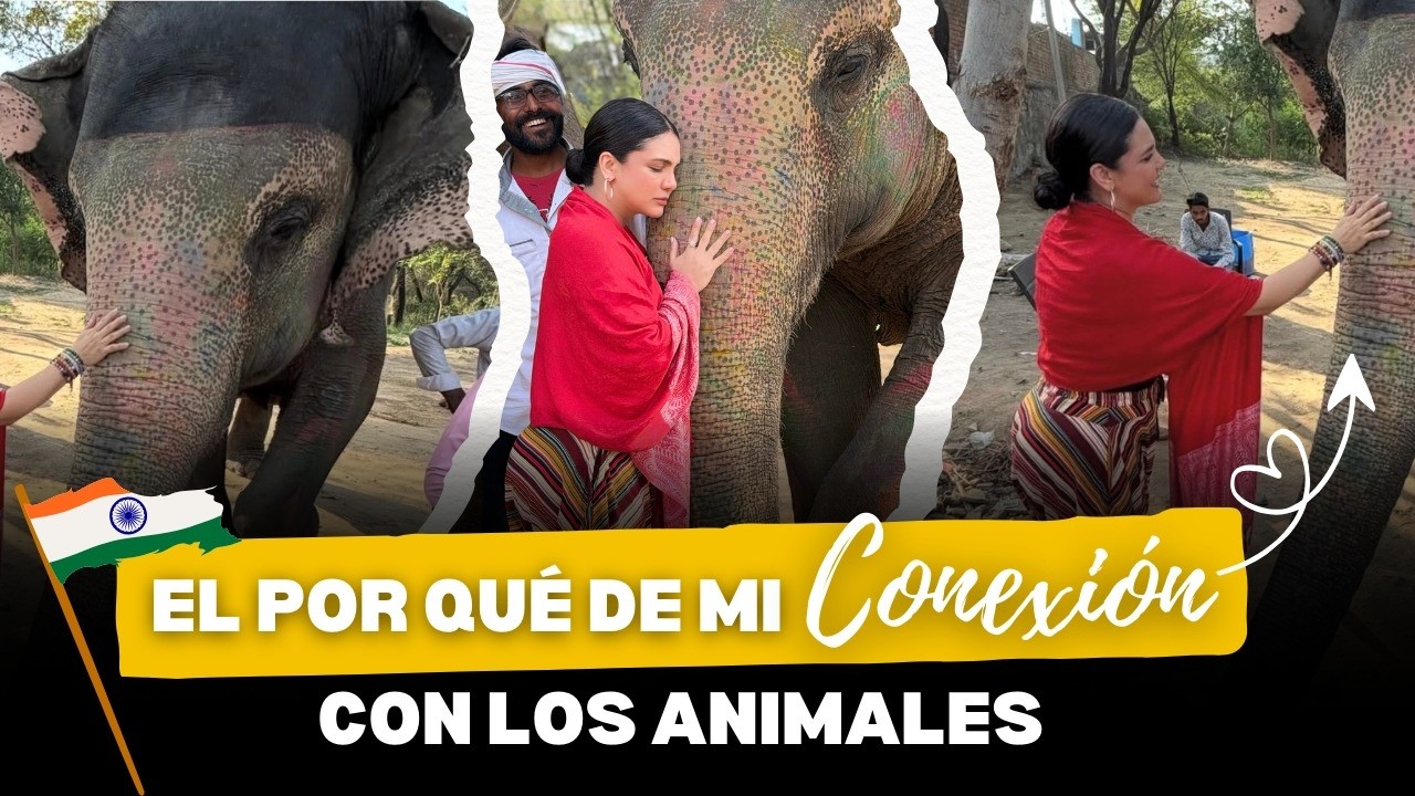 ENTRE ELEFANTES: Por qué Elegí una Vida Sin Maltrato y Sin Sufrimiento Animal   Karen Hoyos