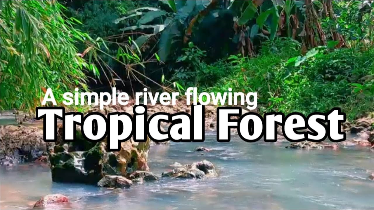 A simple river flowing slowly | A tropical forest with lush green trees,