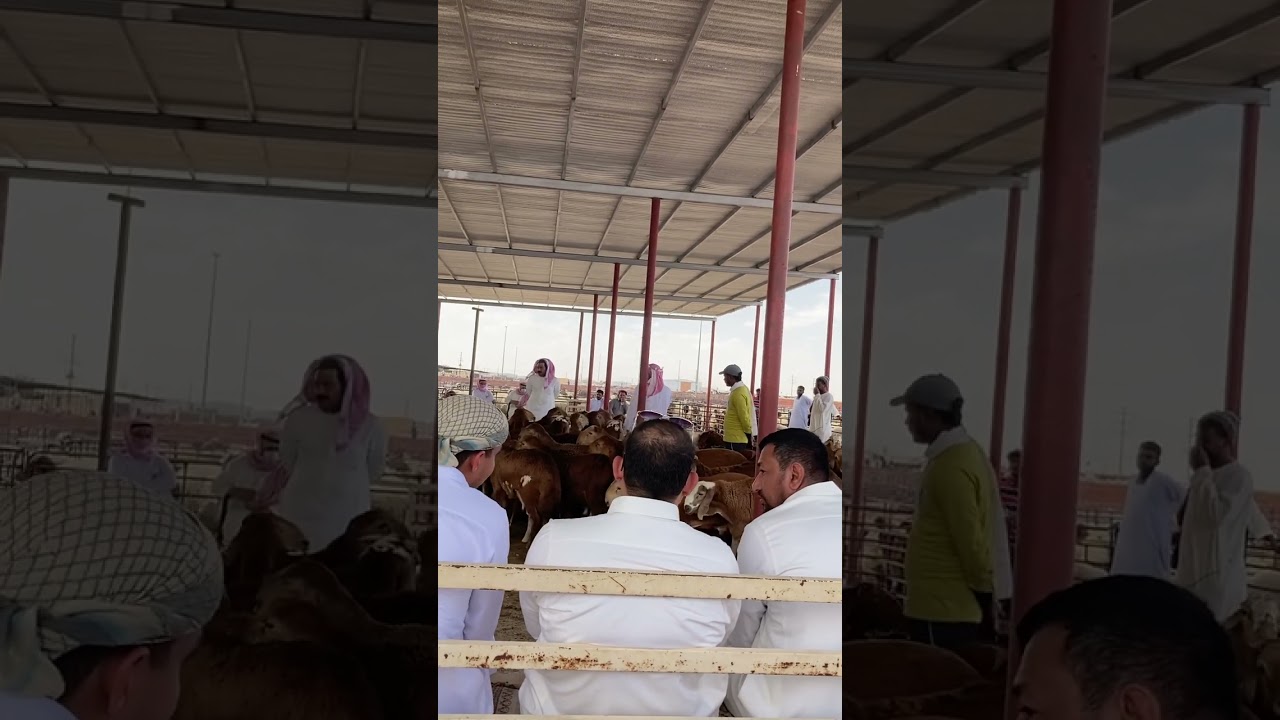 الحراج على سواكني في حفر الباطن  الجمعة ٢٤ شوال ١٤٤٥هـ