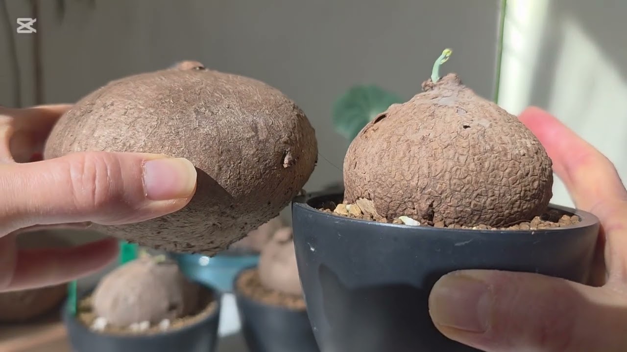 라울라울   스테파니아 에렉타/카위사키이(노바)/수베로사   분양영상 