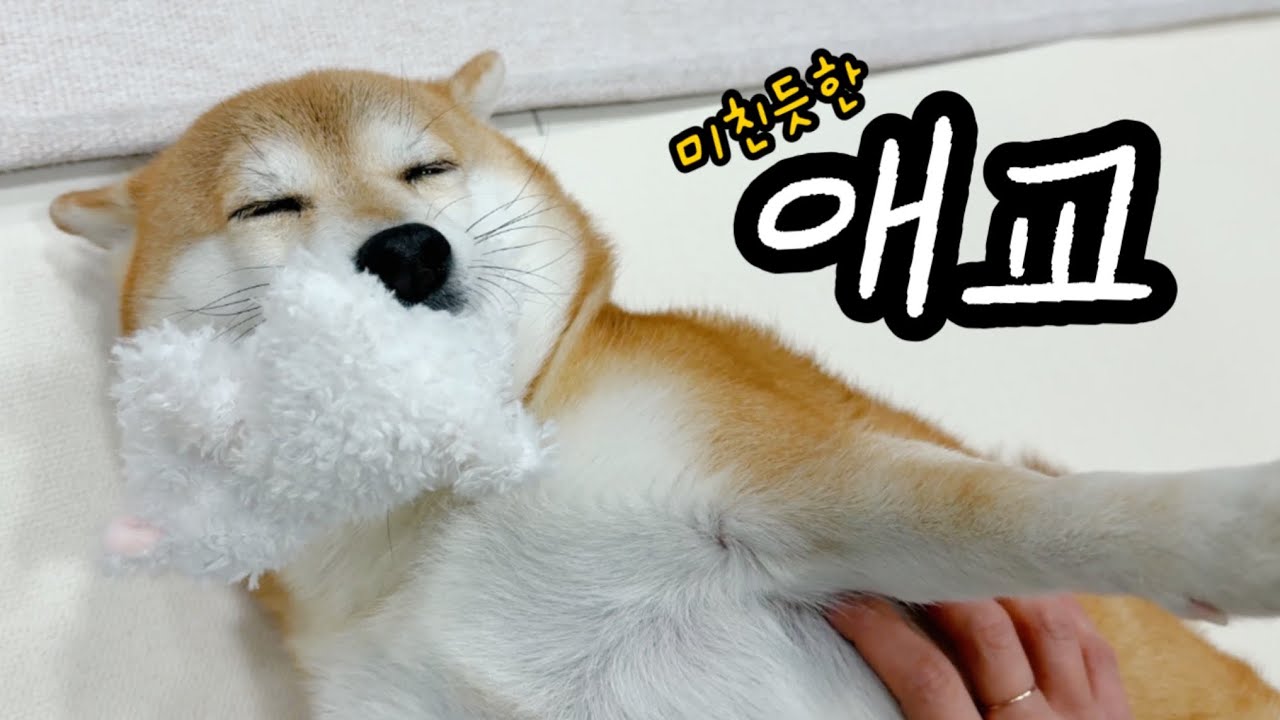 갸륵한 표정으로 퇴근길 맞이해주는 강아지와 앓아눕는 주인들 이야기 🤤