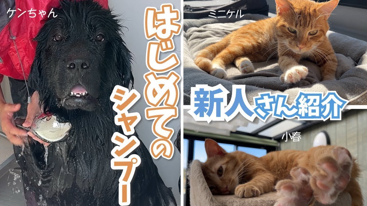 超大型犬まる洗い？！ケンちゃんのお風呂とミニケル小春の紹介〜譲渡会のお知らせ〜