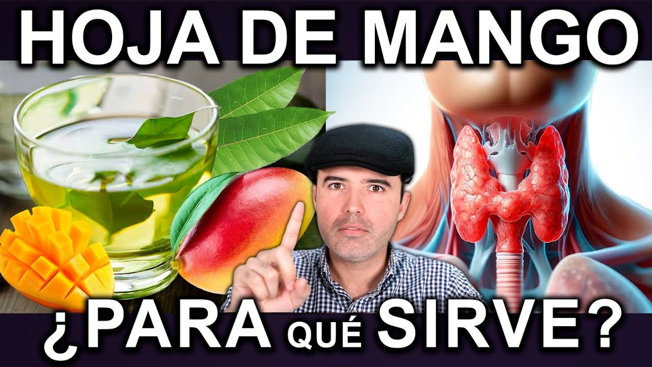TE DE HOJA DE MANGO EN AYUNAS - Para Que Sirve, Beneficios Y Contraindicaciones Para Tu Salud