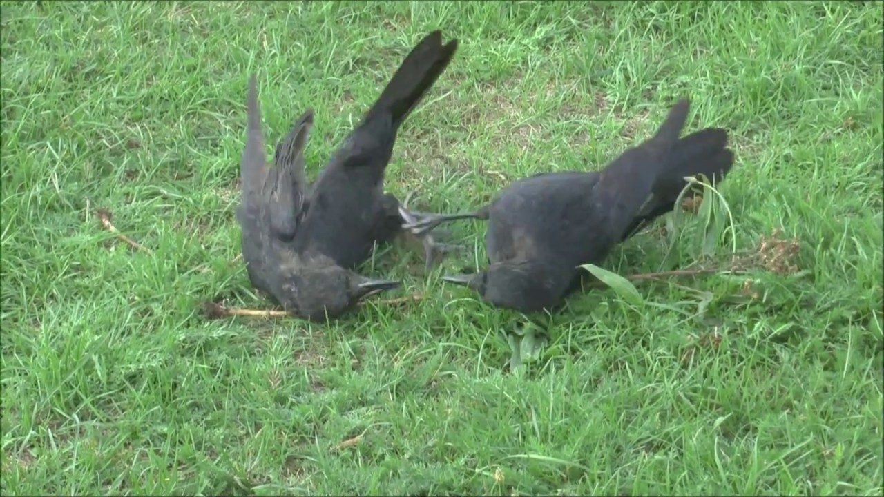 Carrion Crows Corvus corone juveniles play fighting