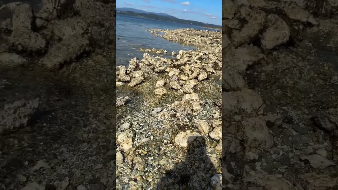 Oyster in Canada ang dami.
