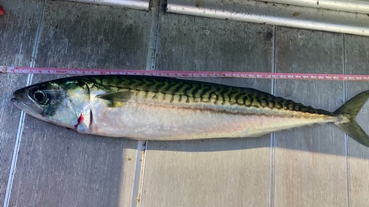 Makrelen Biss 44 cm Unterwasser Video