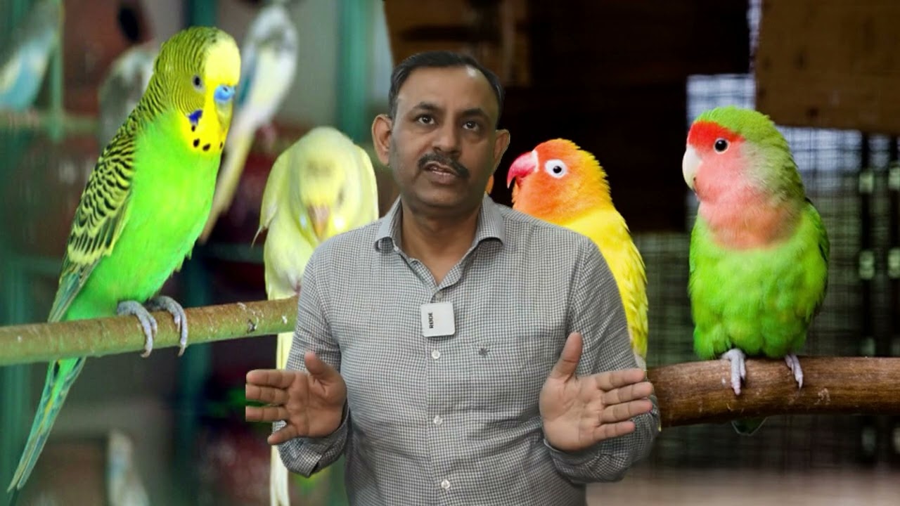 पक्षियो की भूख बढ़ाने के लिए ये दवाईया दे Birds Liver Treatment Dr Nagender Yadav