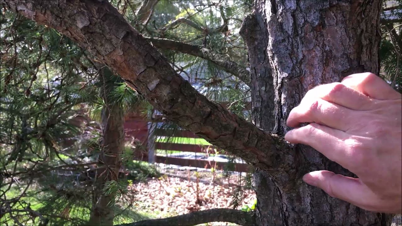 How to Trim Pine Trees