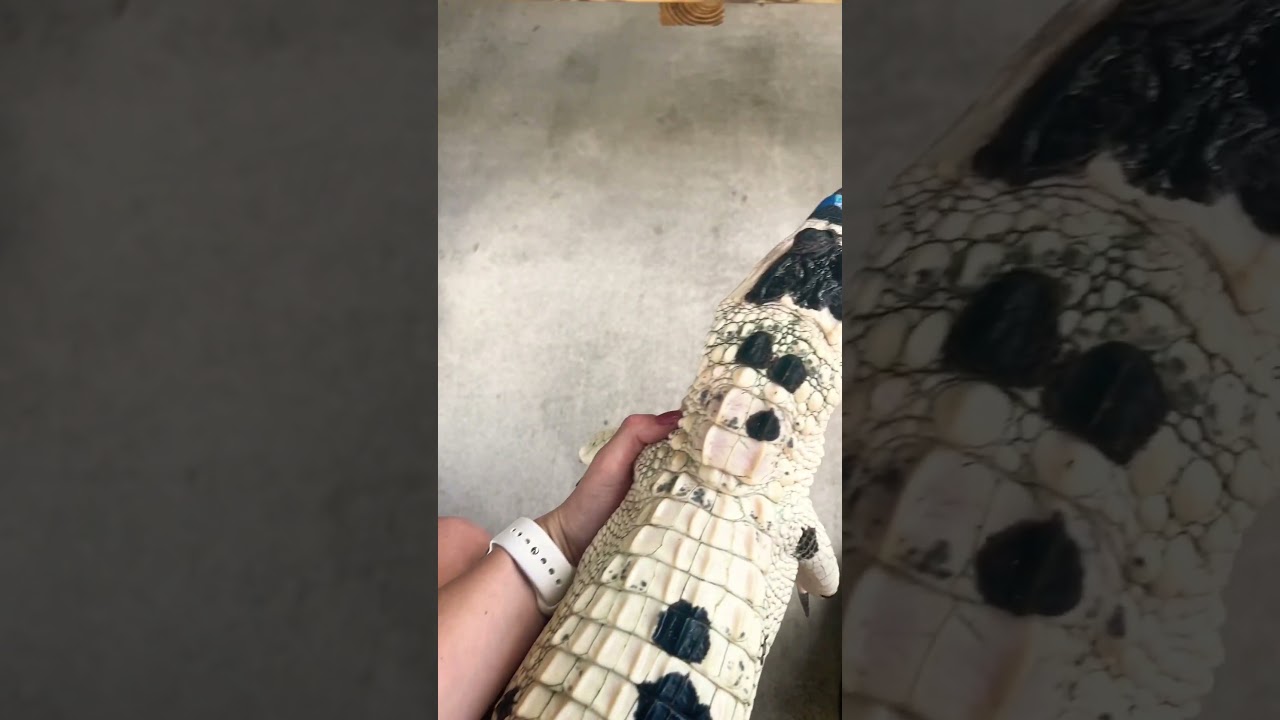Only a few in the world! #rare#alligator#pied#exotic#omg#wow#animals