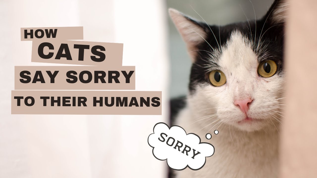 CATS Apologizing: How Cats Say Sorry to Their Humans (Surprising Behavior)