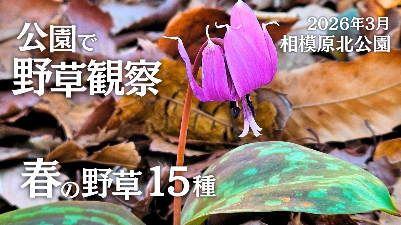 「野草観察vlog」相模原北公園で春の野草を観察 15種