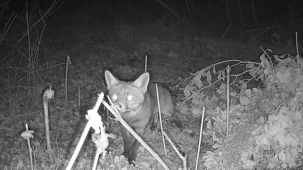 Red Fox Mom Tries to Grab Chicken — Funny Trailcam Moment
