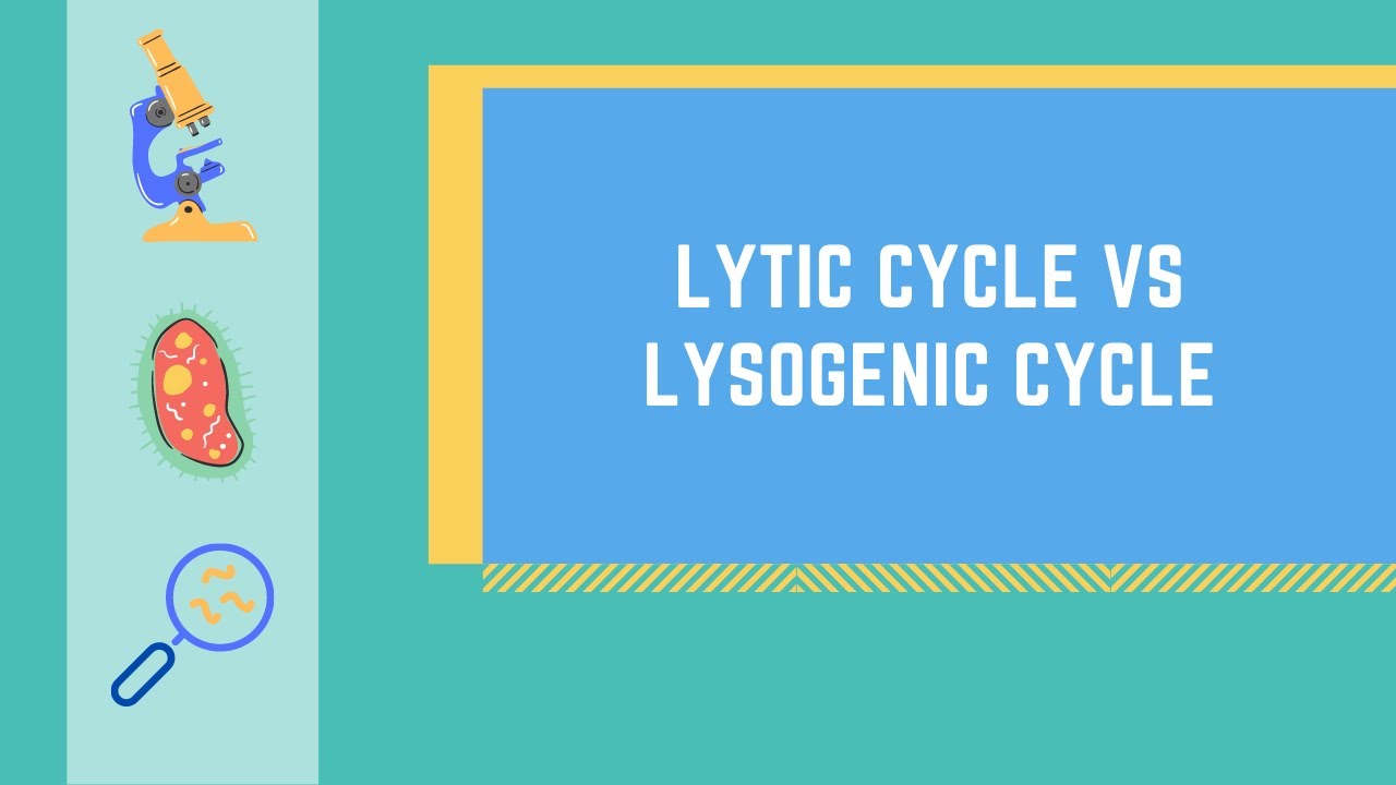 Lytic Cycle vs. Lysogenic Cycle Made EASY