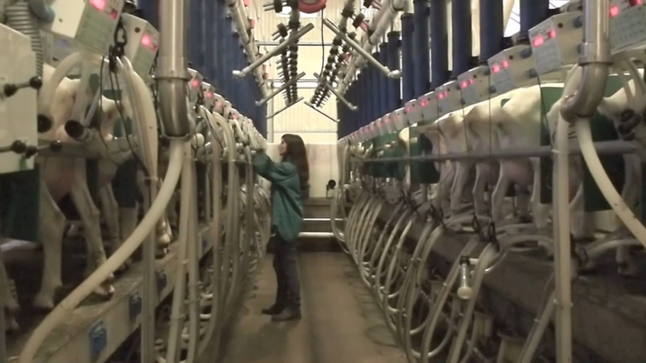 Goat Milking on a Rapid Exit