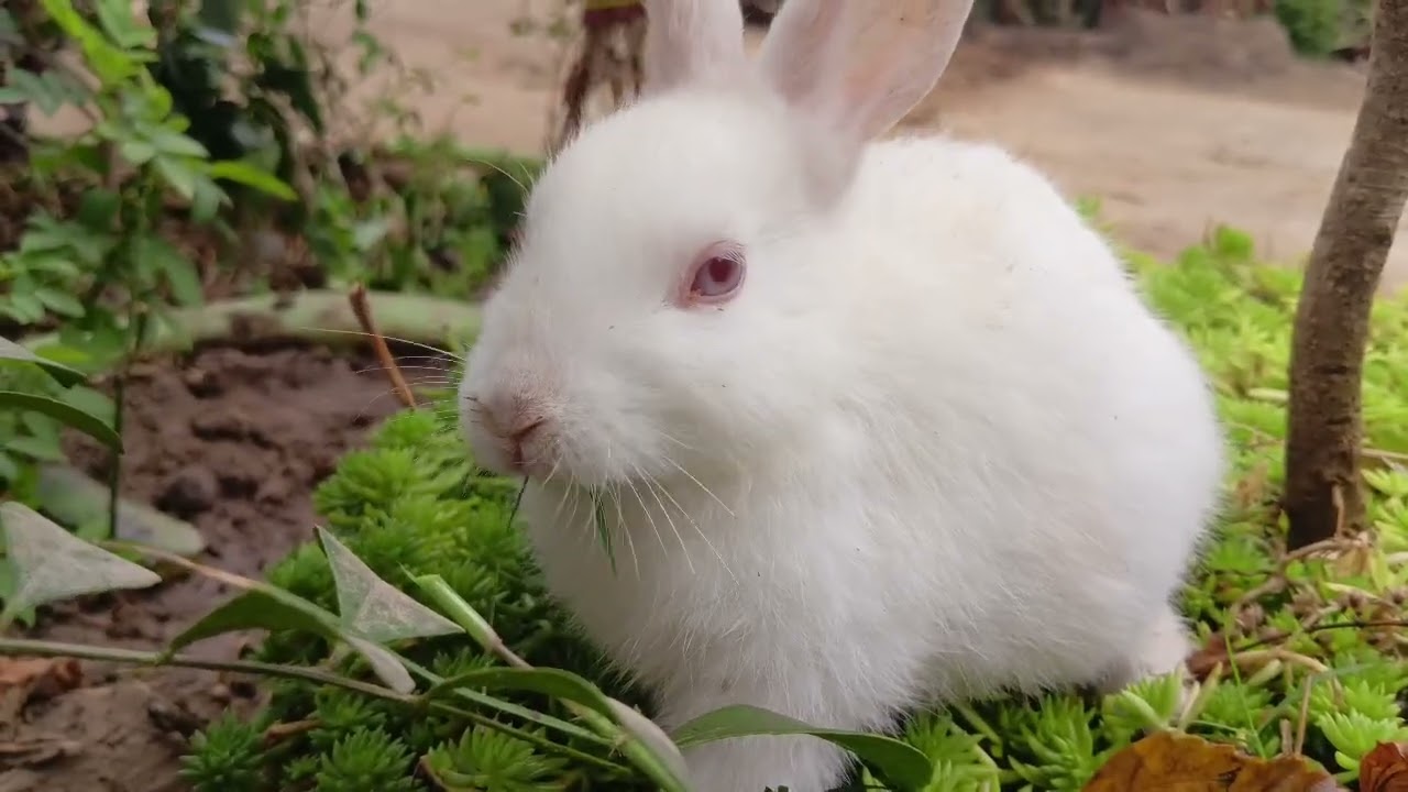 The cutest Thing you will see all day!