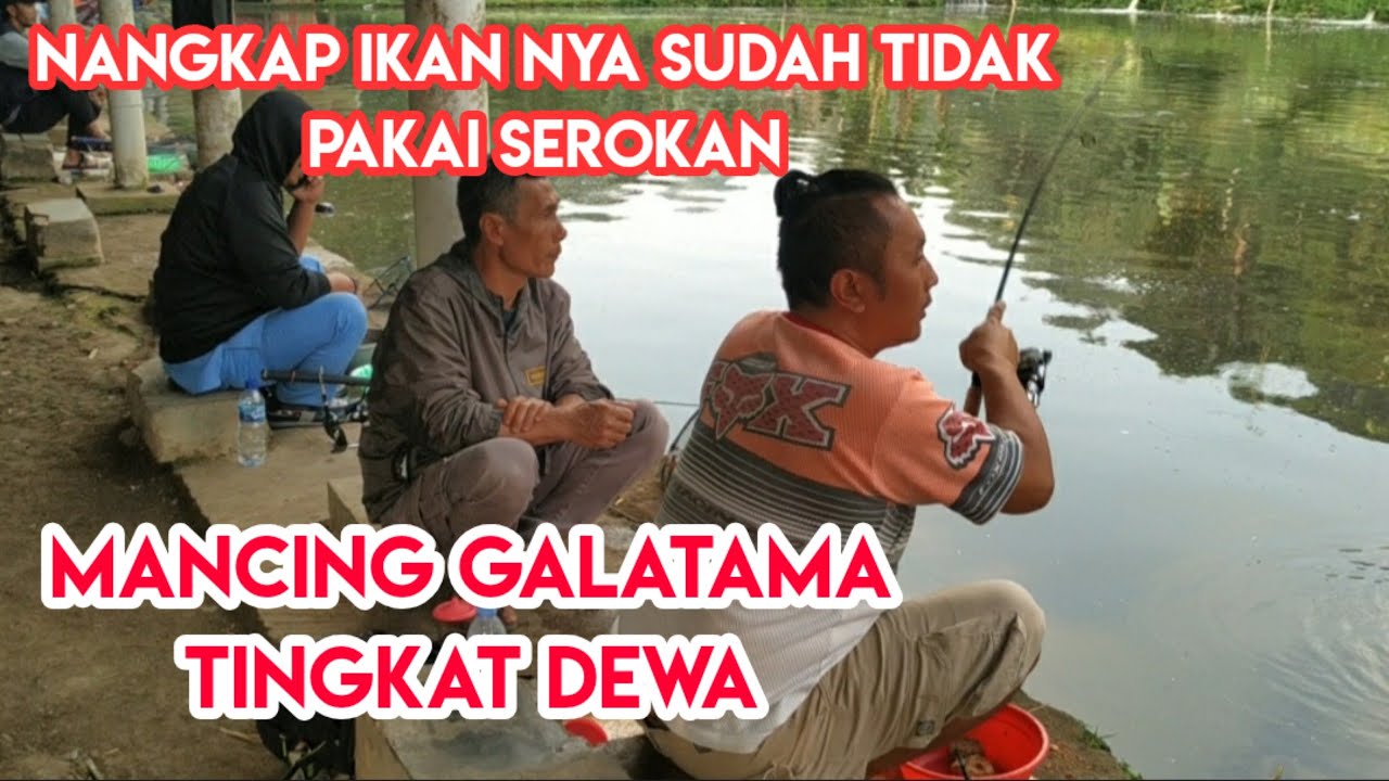 GILAAAKK || IKAN SEBESAR ITU DITANGKAP PAKAI TANGAN || GALATAMA IKAN MAS GOMBONG || MANCING IKAN MAS