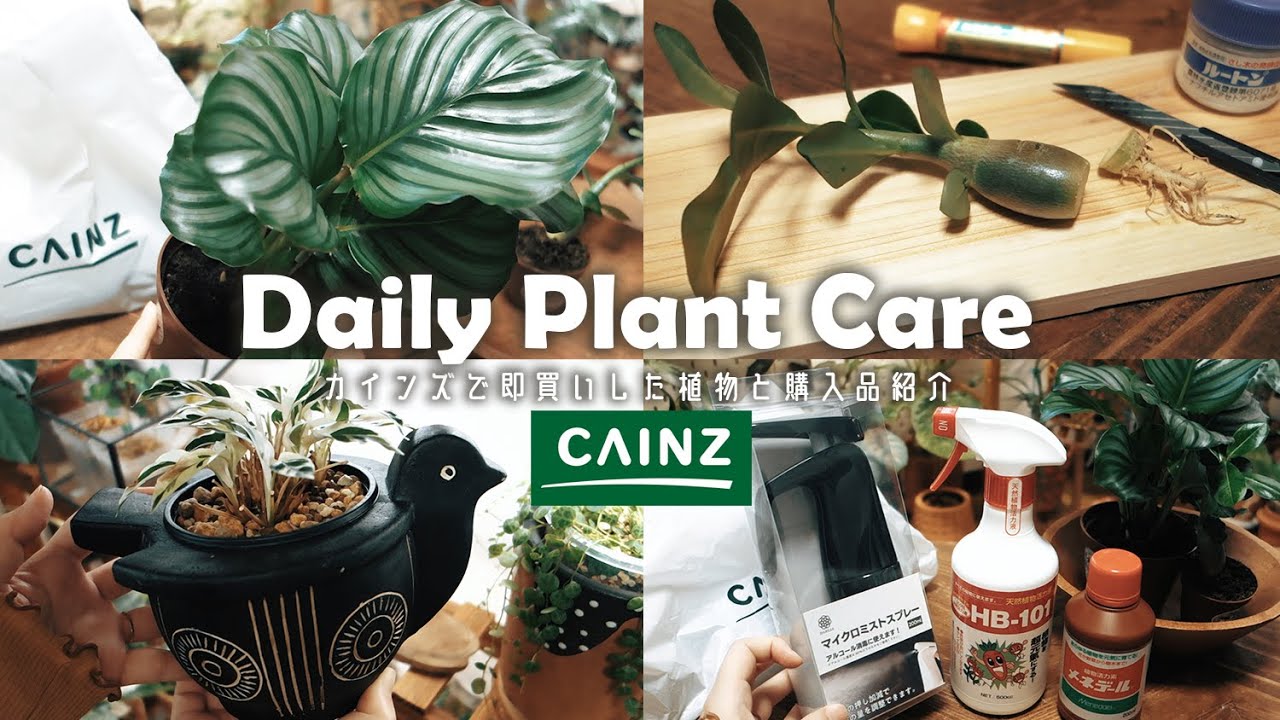 【観葉植物】カインズで即買いした398円植物丨カラテア丨アデニウムのタコ足加工丨植え替え丨インテリアグリーン丨CAINZ 丨 plant collection丨house plants🌱