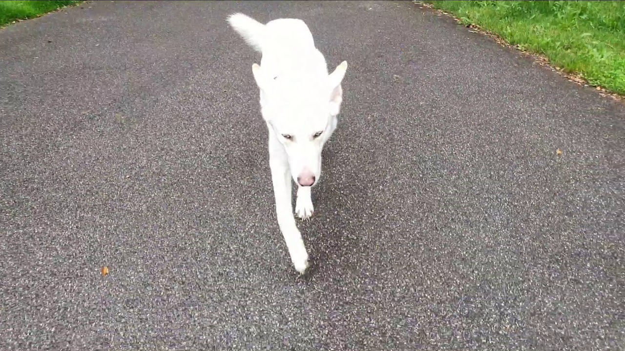 German Shepherd Husky Mix | Ice | Off Leash K9 Training London