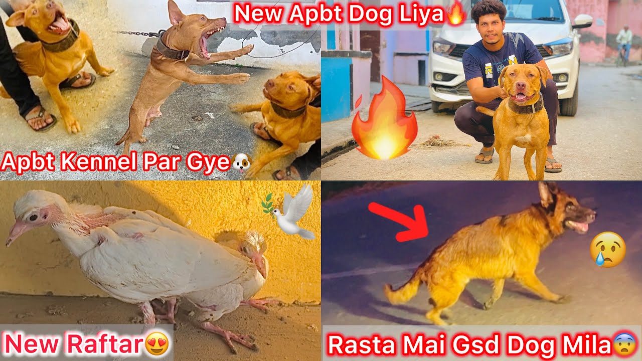 Apbt Kennel Par Gye🐶New Apbt Dog Le Liya🔥Rasta Mai Gsd Dog Mila Road Par Chhod Diya Kise N😡