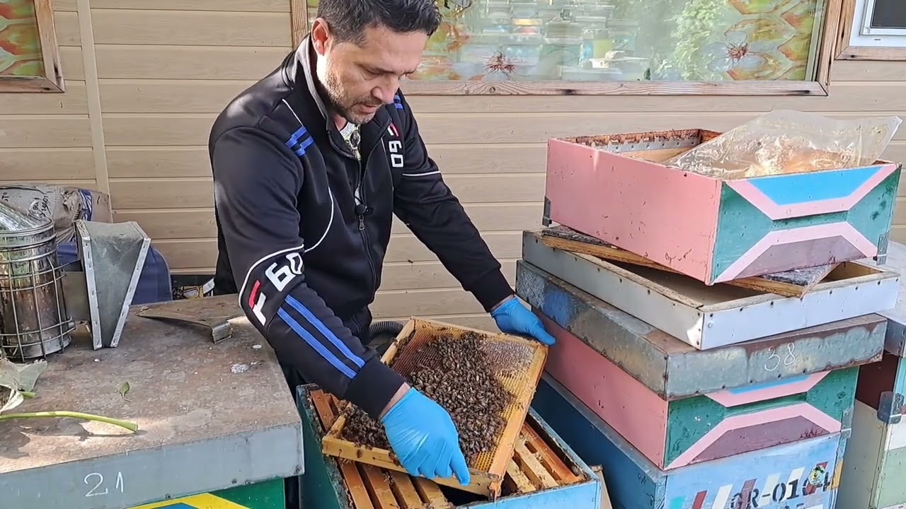 Cum restrâng familiile de albine pentru iernat.