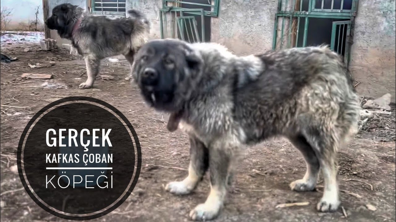 SAFKAN KAFKAS ÇOBAN KÖPEKLERİ IĞDIRDA