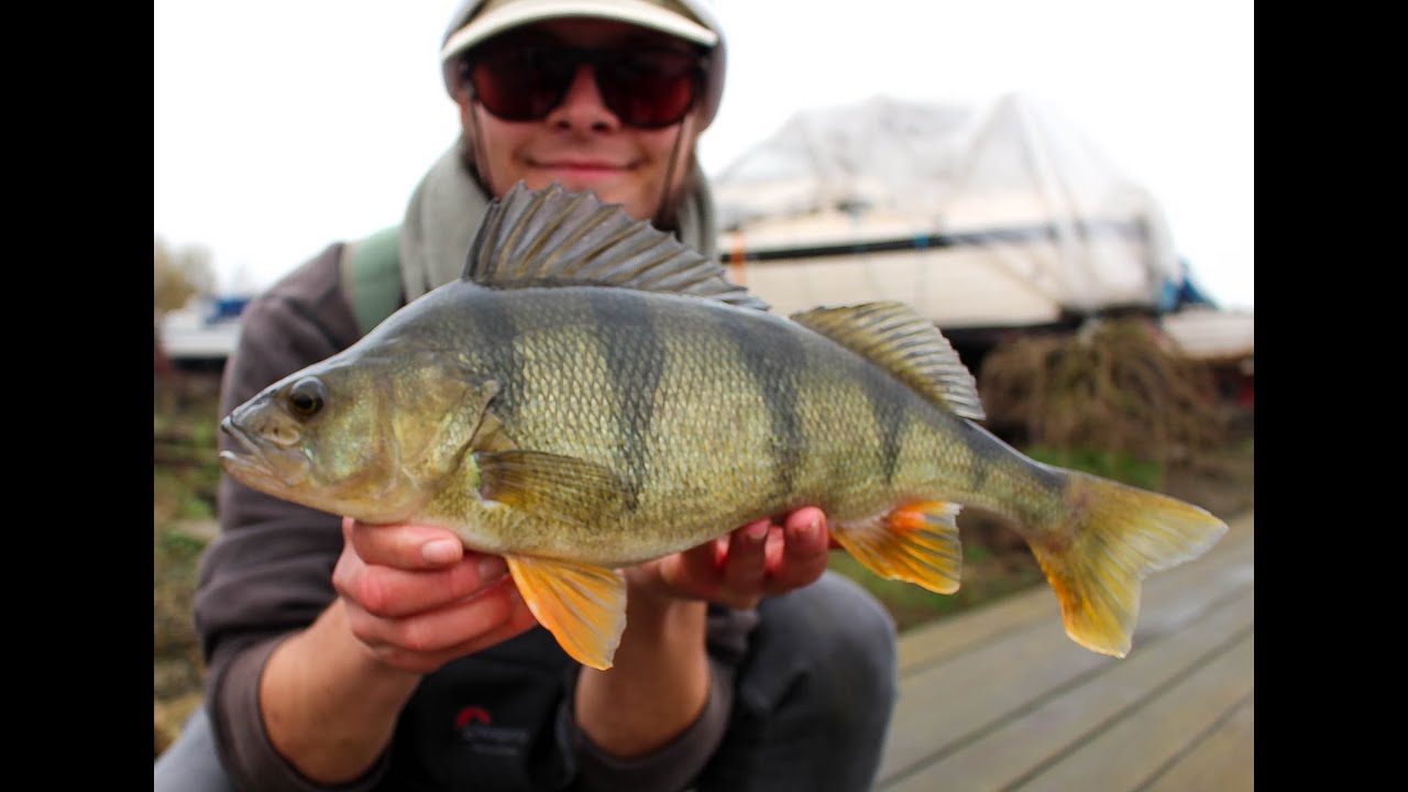 BIG PERCH loves small lures! (WINTER FISHING)