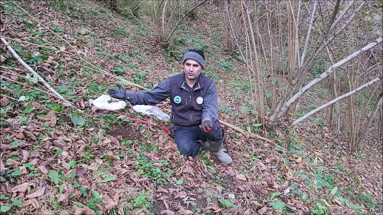 Fındıkta Kireçleme