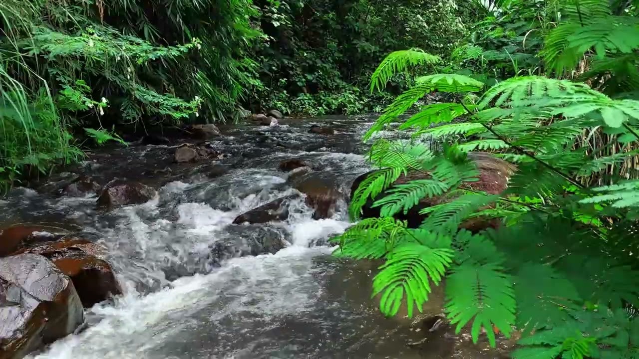 Escape the Noise of Life | Pure Tropical River Ambience