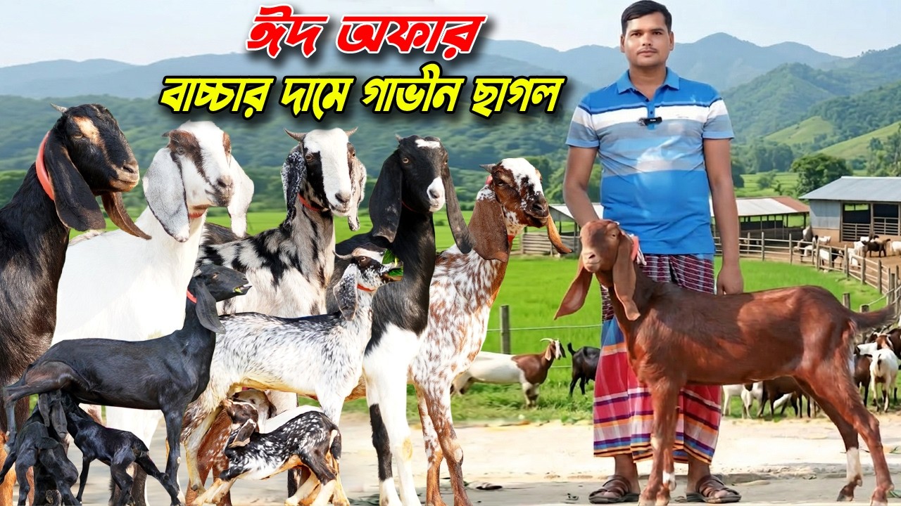 বাচ্চার দামে ঈদ অফারে গাভীন ছাগল কিনুন সর্বনিম্ন দামে।