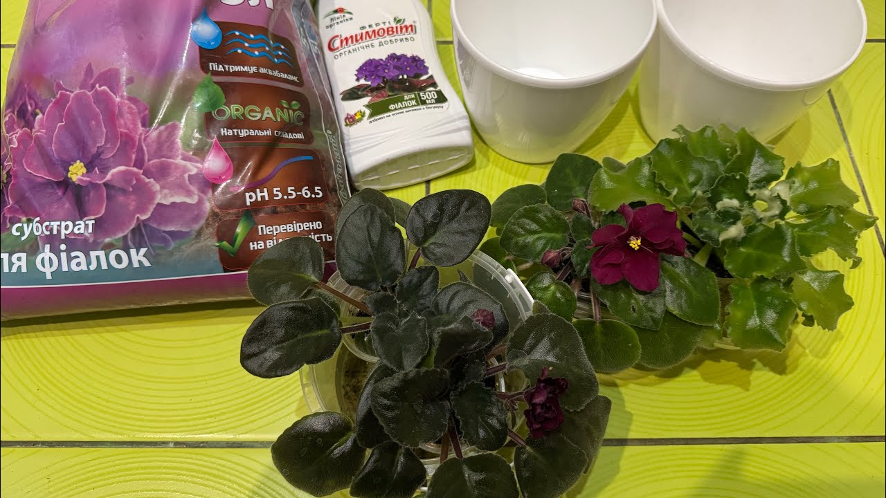 Мені подарували🎁 фіалки🪴🌺 підготовка до посадки фіалок #viola #violet #plants #flowers 