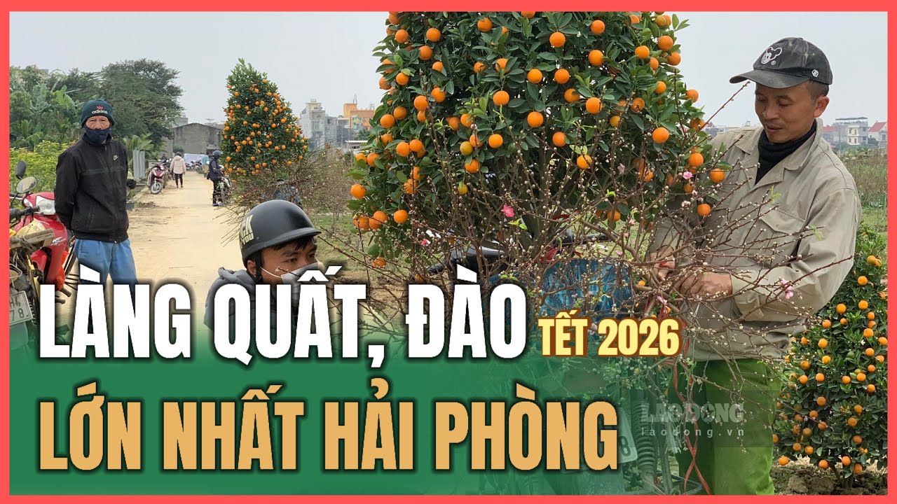 Làng Quất, Đào Tết 2026 lớn nhất Hải Phòng (19.12.2025)
