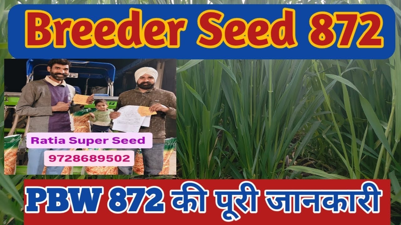 PBW 872,#agriculture #lifeisbutadream , PBW 826,3471 RATIA SUPER SEED,WH1309,1402
