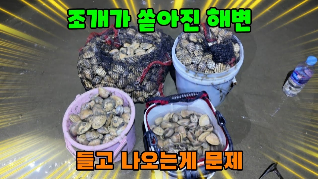 바닷물이 빠지면 여기저기 약속한 듯 모여 한가득 잡아가는 해변!