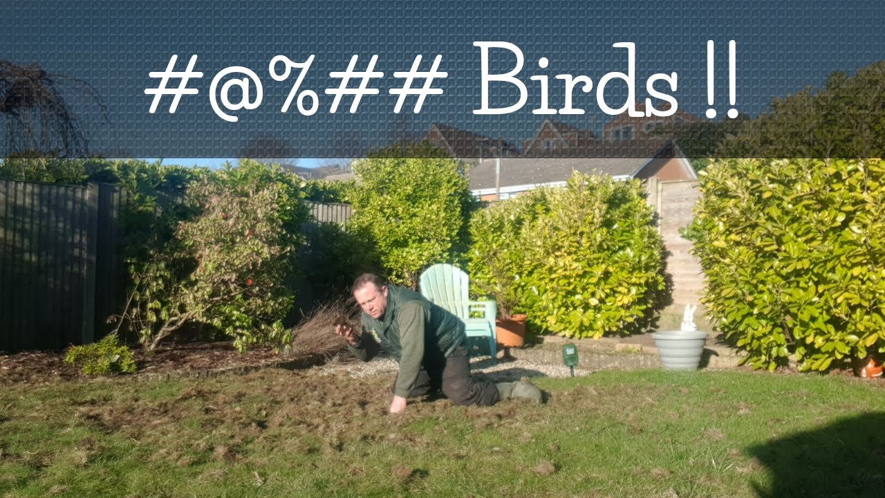 Why Do Birds Dig Lawns?