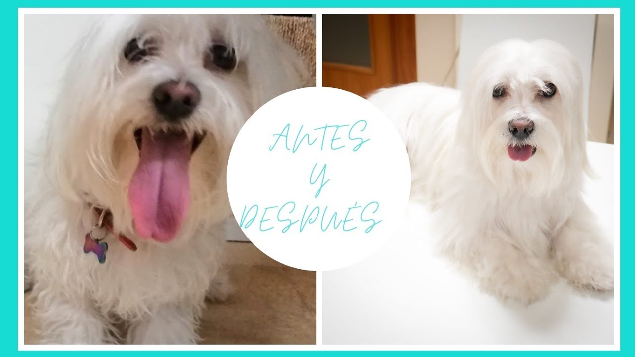 Como peinar a un Bichón Maltés en casa.