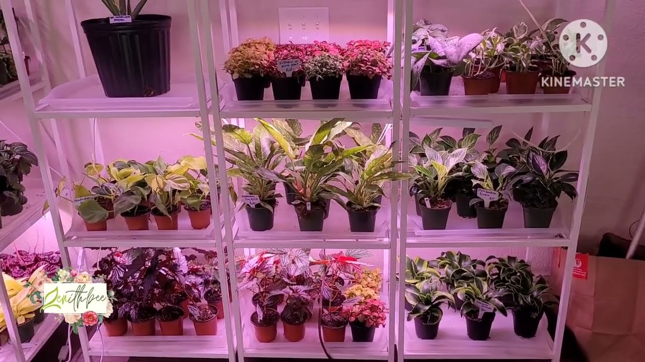 A BEAUTIFUL & HEALTHY PLANTS | ZENith BEE 